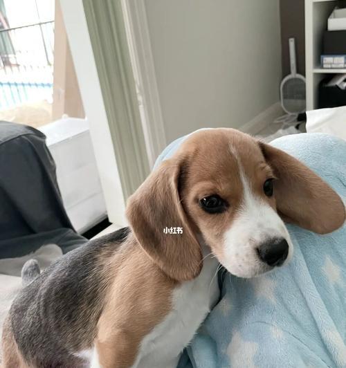 4天小狗不吃奶怎么办啊？如何正确喂养新生幼犬？