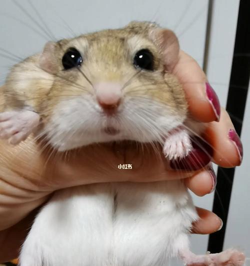 50天小猫拉稀怎么办？如何快速解决小猫腹泻问题？