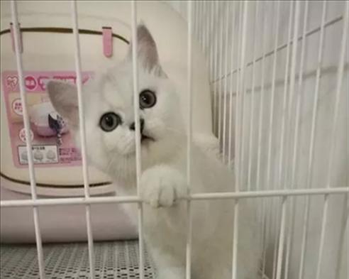50天小猫拉稀怎么办？如何快速解决小猫腹泻问题？
