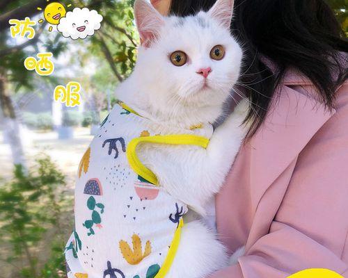 50天小猫拉稀怎么办？如何快速解决小猫腹泻问题？