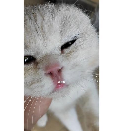 5个月小猫频繁打喷嚏是什么原因？如何处理？