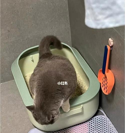 6个月小猫软便怎么办？妈咪爱能帮助改善吗？