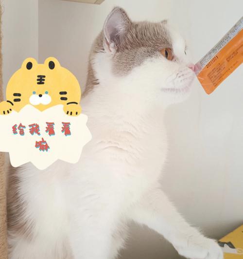 6个月小猫软便怎么办？妈咪爱能帮助改善吗？
