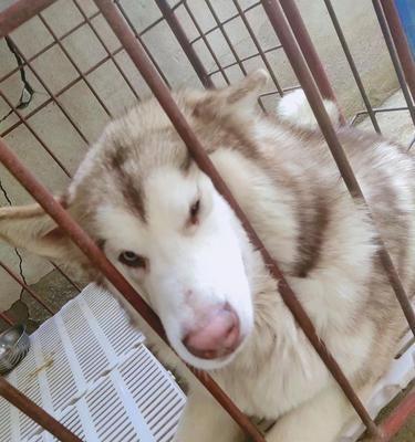 阿拉斯加犬可以吃猪肉吗？对健康有什么影响？
