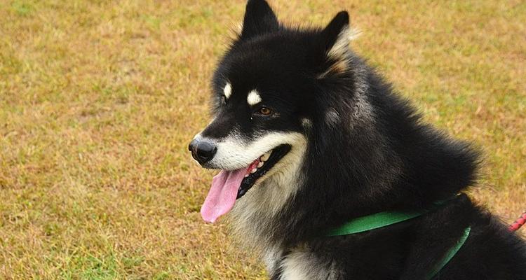 阿拉斯加狗拉稀屎怎么办？如何快速解决宠物腹泻问题？