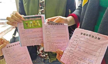 八哥狗最贵的多少钱一只？购买时需要注意哪些事项？