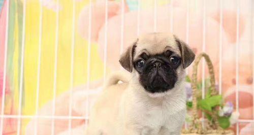 八哥幼犬拒食怎么办？如何解决八哥幼犬不吃东西的问题？