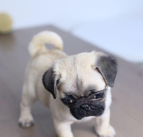 八哥幼犬拒食怎么办？如何解决八哥幼犬不吃东西的问题？