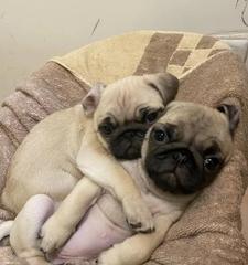 巴哥犬3个多月的喂养成本是多少？如何合理安排饮食？