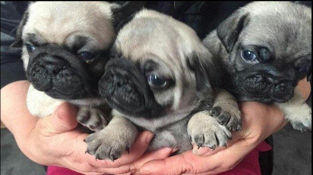 巴哥犬3个多月的喂养成本是多少？如何合理安排饮食？