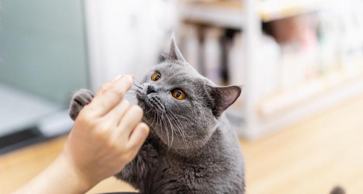 把猫咪从小养大后要送人怎么办？如何处理情感依赖问题？