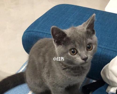 北京大脸蓝猫多少钱一只？购买时需要注意哪些问题？