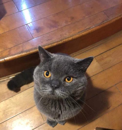 北京大脸蓝猫多少钱一只？购买时需要注意哪些问题？