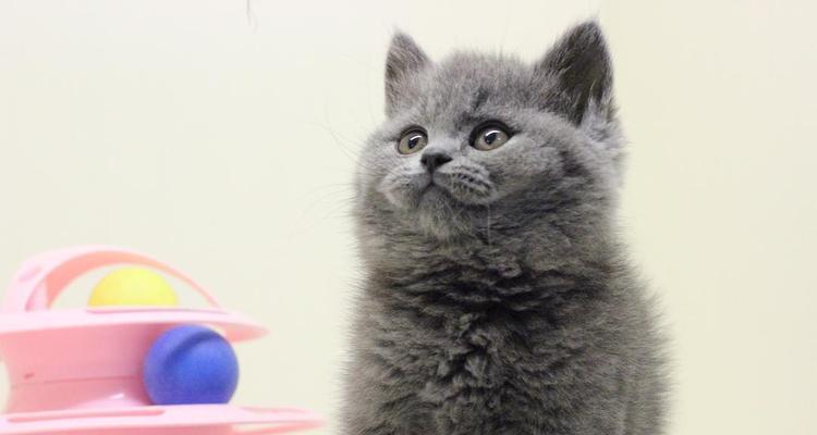 北京大脸蓝猫多少钱一只？购买时需要注意哪些问题？
