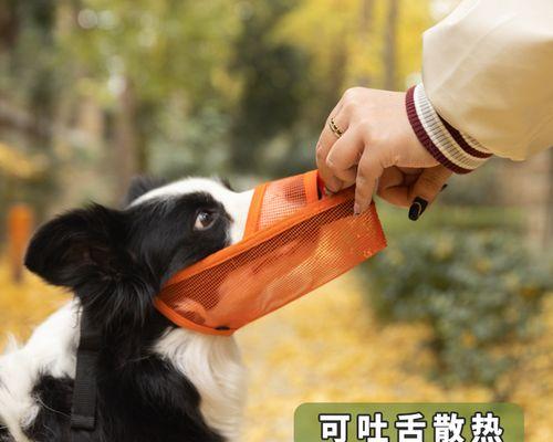 别人给的狗不吃饭怎么办？有效解决狗狗拒食的方法是什么？