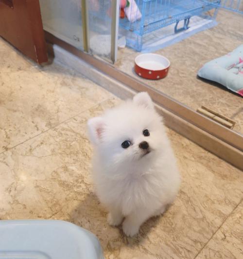 博美狗狗特别胆小怎么办？训练方法有哪些？