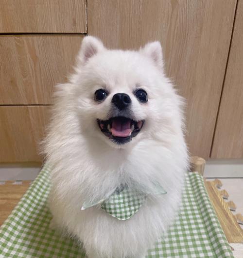 博美狗狗眼屎多是怎么回事？如何清理和预防？