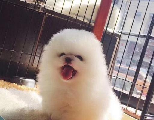 博美狗狗一顿应该吃多少狗粮？如何计算合适食量？