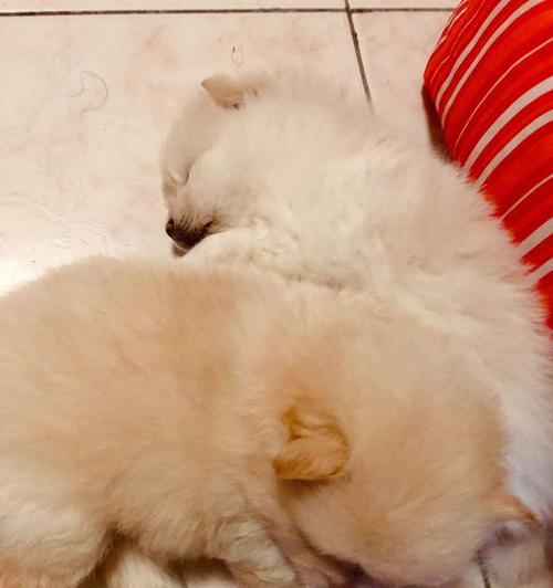 博美狗狗一顿应该吃多少狗粮？如何计算合适食量？