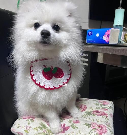 博美犬换粮后呕吐如何应对？需要立即就医吗？