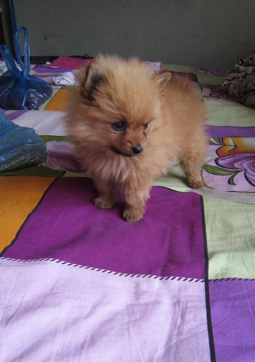 博美犬换粮后呕吐如何应对？需要立即就医吗？