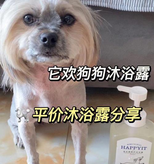 如何为不同类型的狗狗选择合适的沐浴露？