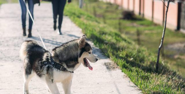 哈士奇幼犬饲养指南：如何正确喂养和训练？