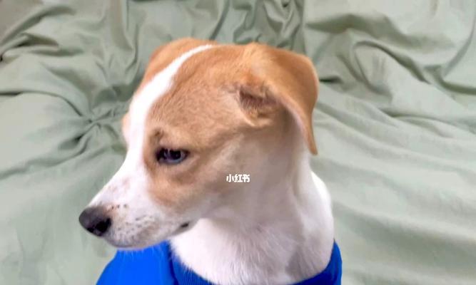 宠物狗呕吐感冒了怎么办？如何快速识别和处理？