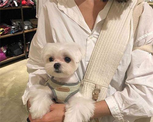 带猫咪外出需要带些什么？必备物品清单大公开！
