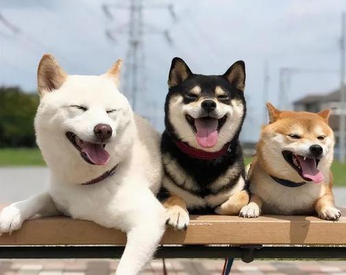带猫咪外出需要带些什么？必备物品清单大公开！