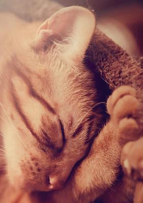 当然小猫当然小猫非常道是什么意思？常见问题有哪些？