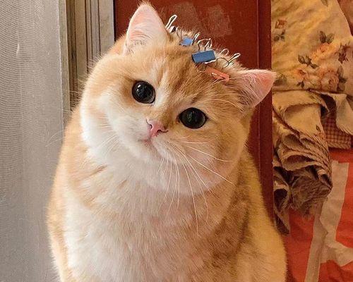 当然小猫当然小猫非常道是什么意思？常见问题有哪些？