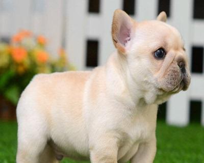 斗牛犬爱咬人是怎么回事？如何预防和处理？