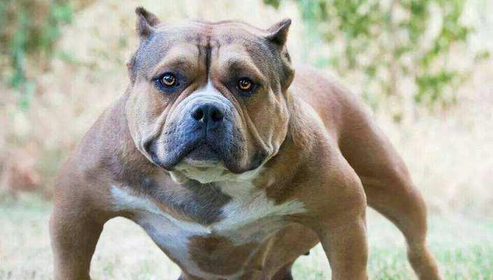 恶霸犬幼犬怎么看好不好？如何判断幼犬的健康状况？