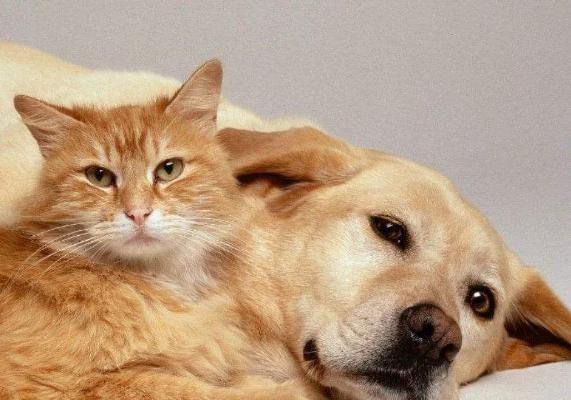 刚出的猫为什么不能用药？用药的正确时机和方法是什么？