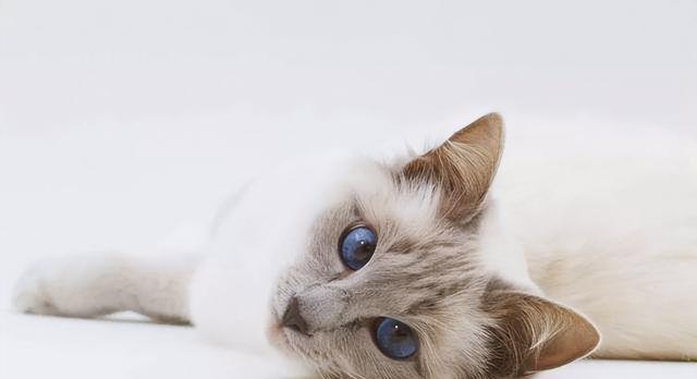 刚出的猫为什么不能用药？用药的正确时机和方法是什么？