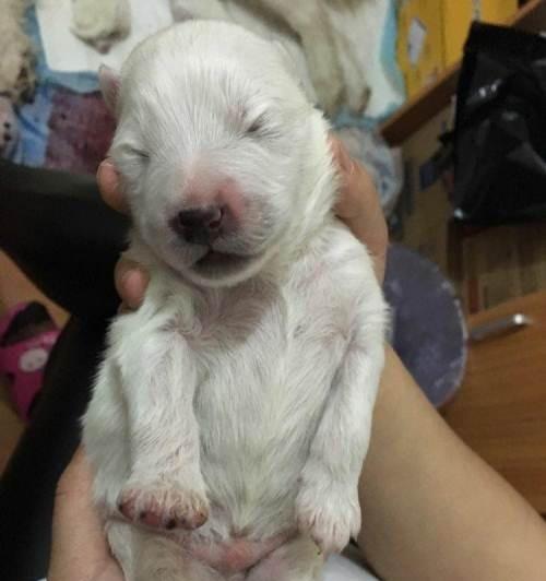刚生的狗狗拉稀怎么办啊？如何快速解决幼犬腹泻问题？