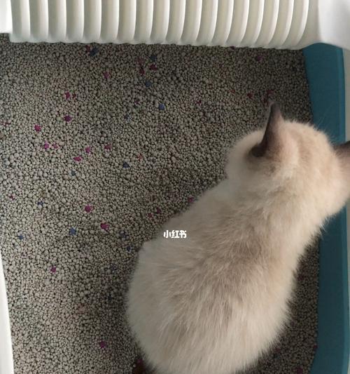刚养的小猫不拉屎怎么办？如何解决小猫便秘问题？