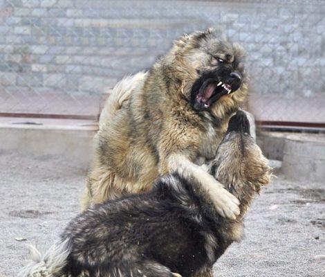 高加索犬总是睡觉的原因是什么？如何解决？