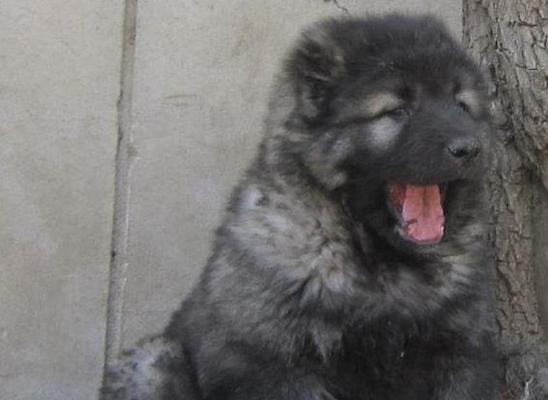 高加索犬在农村喂养需要注意什么？如何确保它们健康成长？