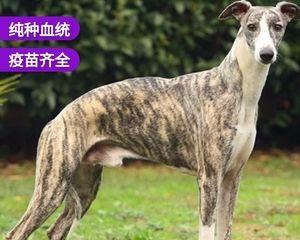 格力犬和细狗的区别是什么？
