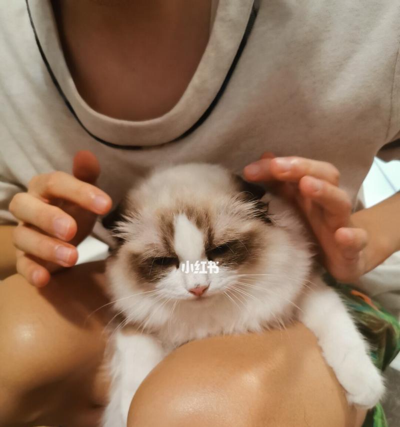 给猫咪洗耳朵有什么好处？正确方法是什么？