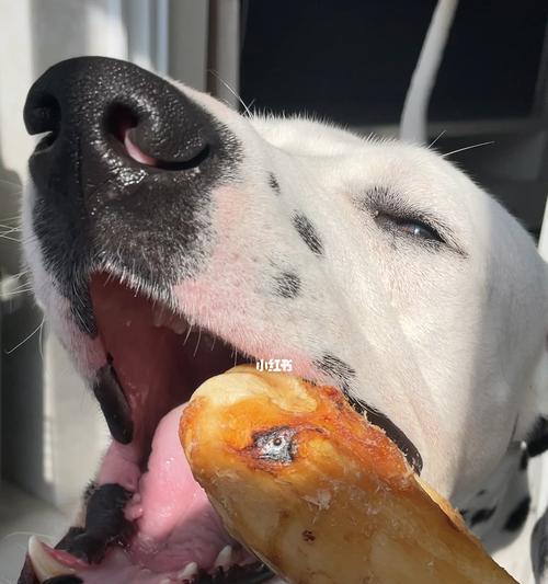 狗狗不进食也不饮水？如何应对宠物饮食问题？