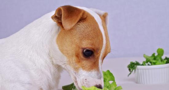 狗狗只喝水不吃食呕吐怎么办？可能原因及解决方法是什么？