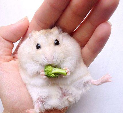 狗误食仓鼠饲料会有什么后果？如何处理？