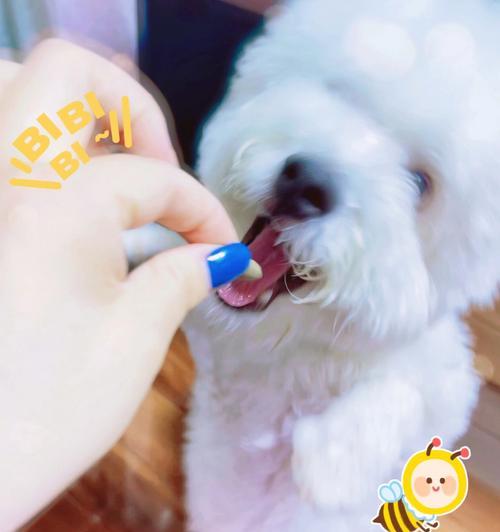 狗误食人类药物后怎么办？如何进行紧急处理？