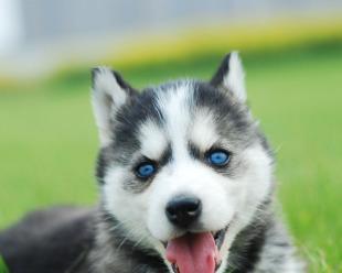 狗狗17个月等于多少钱？如何计算宠物年龄的经济价值？
