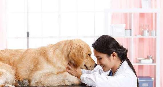 狗狗被传染犬瘟后多久会发病？如何预防和治疗？