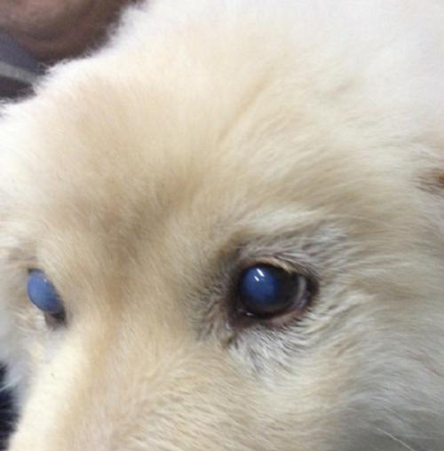 狗狗被传染犬瘟后多久会发病？如何预防和治疗？