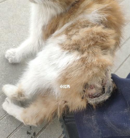 狗狗屁股受伤了怎么办？如何进行紧急处理和护理？